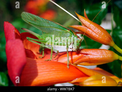 Large green hay horse in the flower bed in the garden Stock Photo