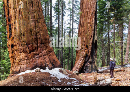 Man looking to the top of a sequoia at Sequoia National Park, United States Stock Photo