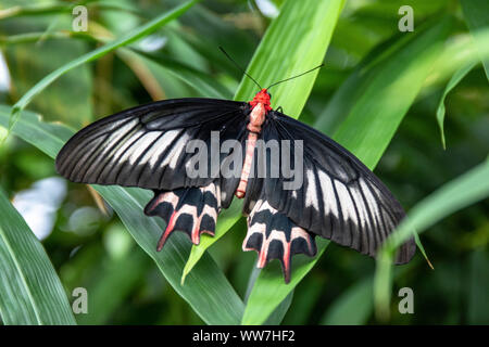 Germany, Baden-Wuerttemberg, Constance, Lake Constance, Mainau Island, Tropical butterfly in the butterfly house on Mainau flower island in Lake Constance Stock Photo