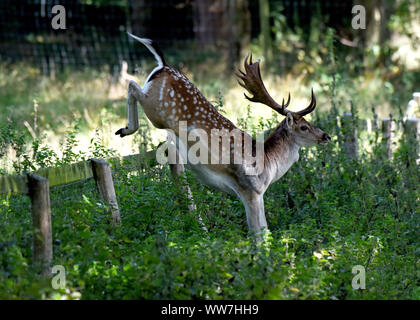 Attingham Park, Shropshire, UK. 13th Sep, 2019. The grass is always greener on the otherside of the fence as this Fallow deer buck is about to find out after leaping over a fence at Attingham Park, Shropshire, Uk Credit: David Bagnall/Alamy Live News Stock Photo