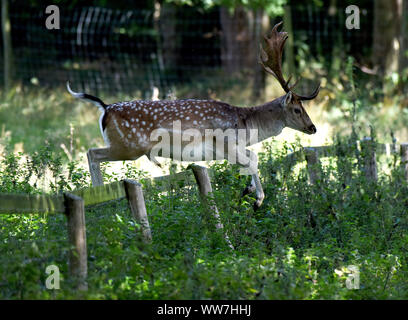 Attingham Park, Shropshire, UK. 13th Sep, 2019. The grass is always greener on the otherside of the fence as this Fallow deer buck is about to find out after leaping over a fence at Attingham Park, Shropshire, Uk Credit: David Bagnall/Alamy Live News Stock Photo