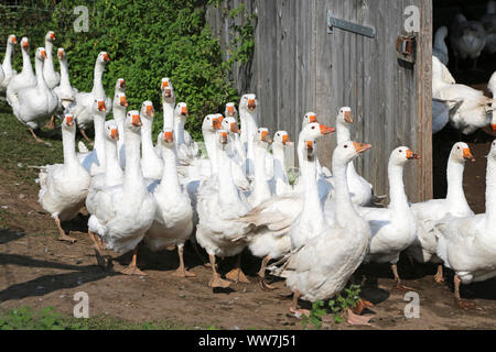 gooses walking on farm Stock Photo