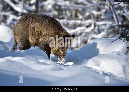 Wild boars in winter Stock Photo