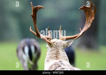 Fallow deer in rutting season, white fallow deer stag Stock Photo