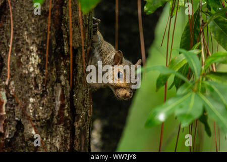 Eastern gray squirrel climbing down a tree trunk in John Chesnut Sr. County Park, Florida. Stock Photo