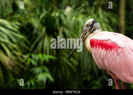 Roseate Spoonbill (Platalea ajaja) at Ellie Schiller Homosassa Springs Wildlife State Park, Florida, USA. Stock Photo