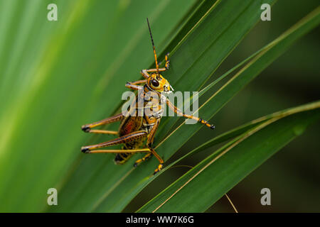 Adult Eastern Lubber Grasshopper (Romalea microptera) at Ellie Schiller Homosassa Springs Wildlife State Park, Florida, USA. Stock Photo