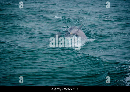 Dolphin jumping out of the water in Biscayne Bay, Florida USA Stock Photo