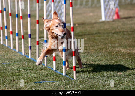 Golden retriever doing the weave poles on an agility course Stock Photo