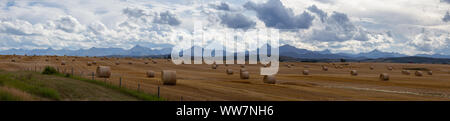 Panoramic View of Bales of Hay in a farm field during a vibrant sunny summer day. Taken near Pincher Creek, Alberta, Canada. Stock Photo