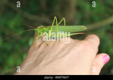 The pictureshows a big grasshopper on a hand. Stock Photo