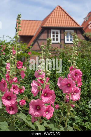 Pink common hollyhocks in the background historical half-timbered house in the fishermen's quarter, Verden, Lower Saxony, Germany, Europe Stock Photo