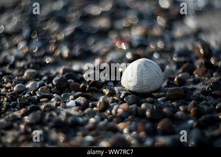 fossilized sea urchin on the Baltic Sea beach Stock Photo