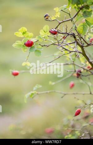 Rose hips on the autumnal shrub Stock Photo