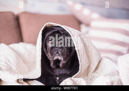 pug dog is having fun playing under the blanket. Lying on a brown couch, you look with tender eyes wrapped in a white blanket. Stock Photo