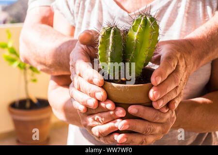 old aged pair of hands retired adult caucasian taking a green live plant cactus. tropical and vacation place, carefree and help concept. nice people outdoor