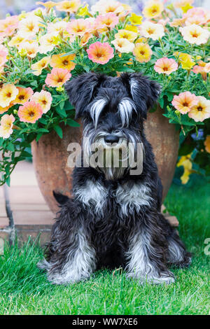 Furry miniature schnauzer dog sitting and looking at camera, domestic pet portrait in a background of blossoming flowers in summer