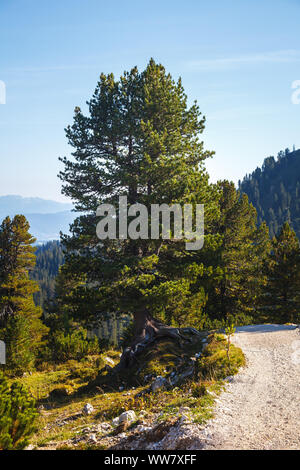 A tree with a distinctive and special rooting, natural monument, Stock Photo