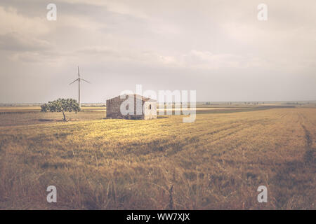 Hut, an olive tree and golden ears in a grain field in Italy, Europe, Stock Photo
