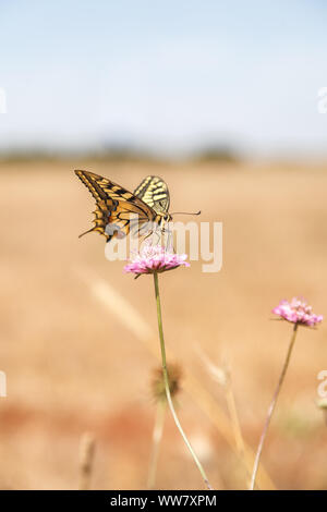 A swallowtail butterfly (Papilio machaon) on a clover blossom, Stock Photo