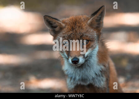 Wild-living red fox in the Dutch dunes, close-up, looking in the camera Stock Photo