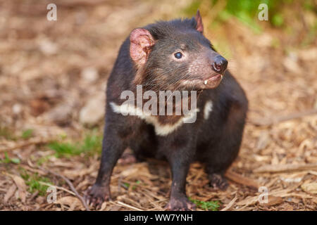 Tasmanian devil (Sarcophilus harrisii) foraging, close up, Victoria, Australia Stock Photo