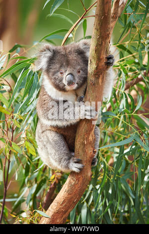 Koala (Phascolarctos cinereus) on a bamboo tree, looking at camera, close-up, Victotria, Australia Stock Photo