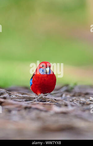 Crimson rosella (Platycercus elegans) on the ground, foraging, wildlife, Dandenong Ranges National Park, Victoria, Australia Stock Photo