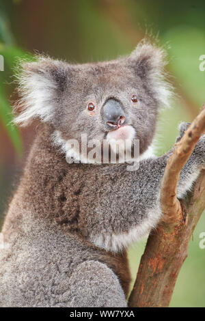 Koala (Phascolarctos cinereus) on a bamboo tree, looking at camera, close-up, Victotria, Australia Stock Photo