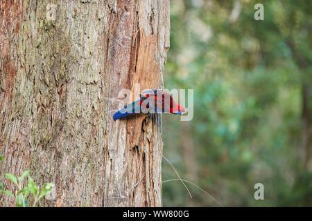 Crimson rosella (Platycercus elegans) wildlife, Dandenong Ranges National Park, Victoria, Australia Stock Photo