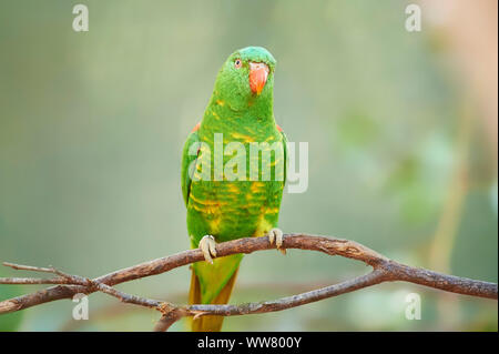 Scaly-breasted lorikeet (Trichoglossus chlorolepidotus) sitting on a branch, frontal, looking at camera, Victoria, Australia Stock Photo