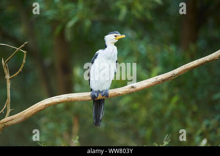 Australian pied cormorant (Phalacrocorax varius), branch, side view, sitting, close-up, wildlife, Victoria, Australia Stock Photo