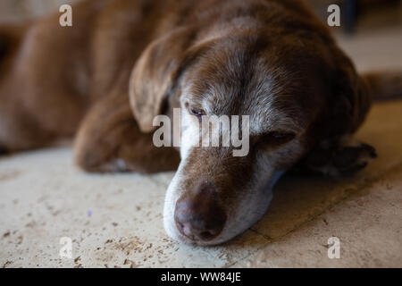 Old dog sleeping on floor Stock Photo