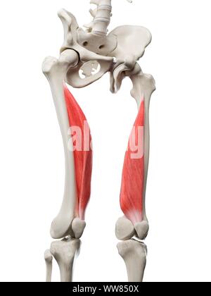 Vastus medialis muscle, illustration Stock Photo: 273701457 - Alamy