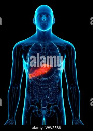 Diseased liver, conceptual illustration Stock Photo