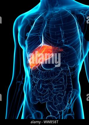 Diseased liver, conceptual illustration Stock Photo