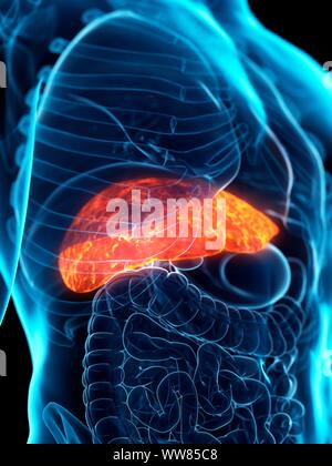 Diseased liver, conceptual illustration Stock Photo