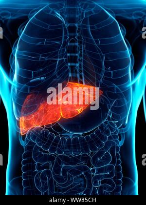 Diseased liver, conceptual illustration Stock Photo