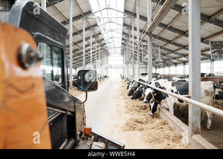 Long aisle of modern animal farm between two rows of milk cows eating hay Stock Photo