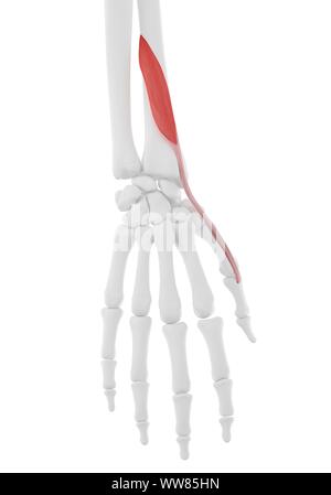 Extensor pollicis brevis muscle, illustration Stock Photo