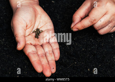 Farmers for seed cannabis seeding Stock Photo