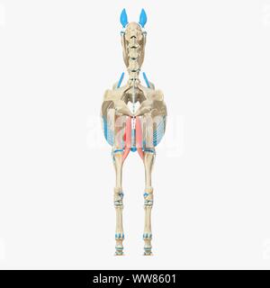 Horse gracilis muscle, illustration Stock Photo