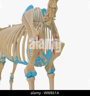 Horse coracobrachialis muscle, illustration Stock Photo