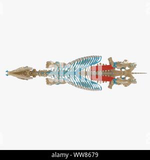 Horse Psoas Major Muscle, Illustration Stock Photo - Alamy