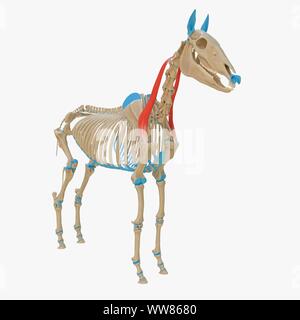 omohyoideus muscle horse clipart