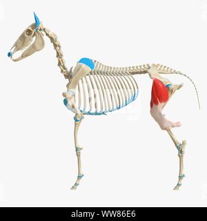 Horse tensor fascia lata muscle, illustration Stock Photo - Alamy