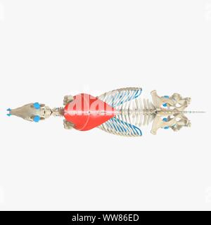 Horse trapezius muscle, illustration Stock Photo - Alamy