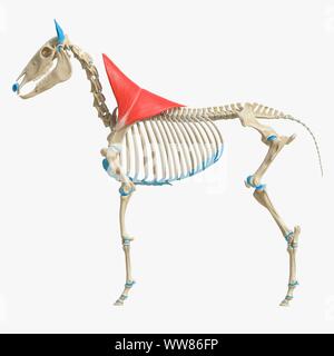 Horse trapezius muscle, illustration Stock Photo - Alamy