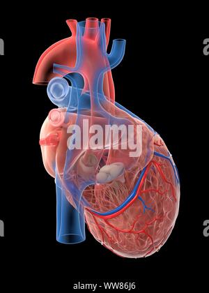 Human heart, illustration Stock Photo