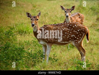 Two spotted deer in forest posing in front of camera. Stock Photo